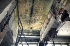 Best Forensic Mold Investigation  in Edgewood, WA